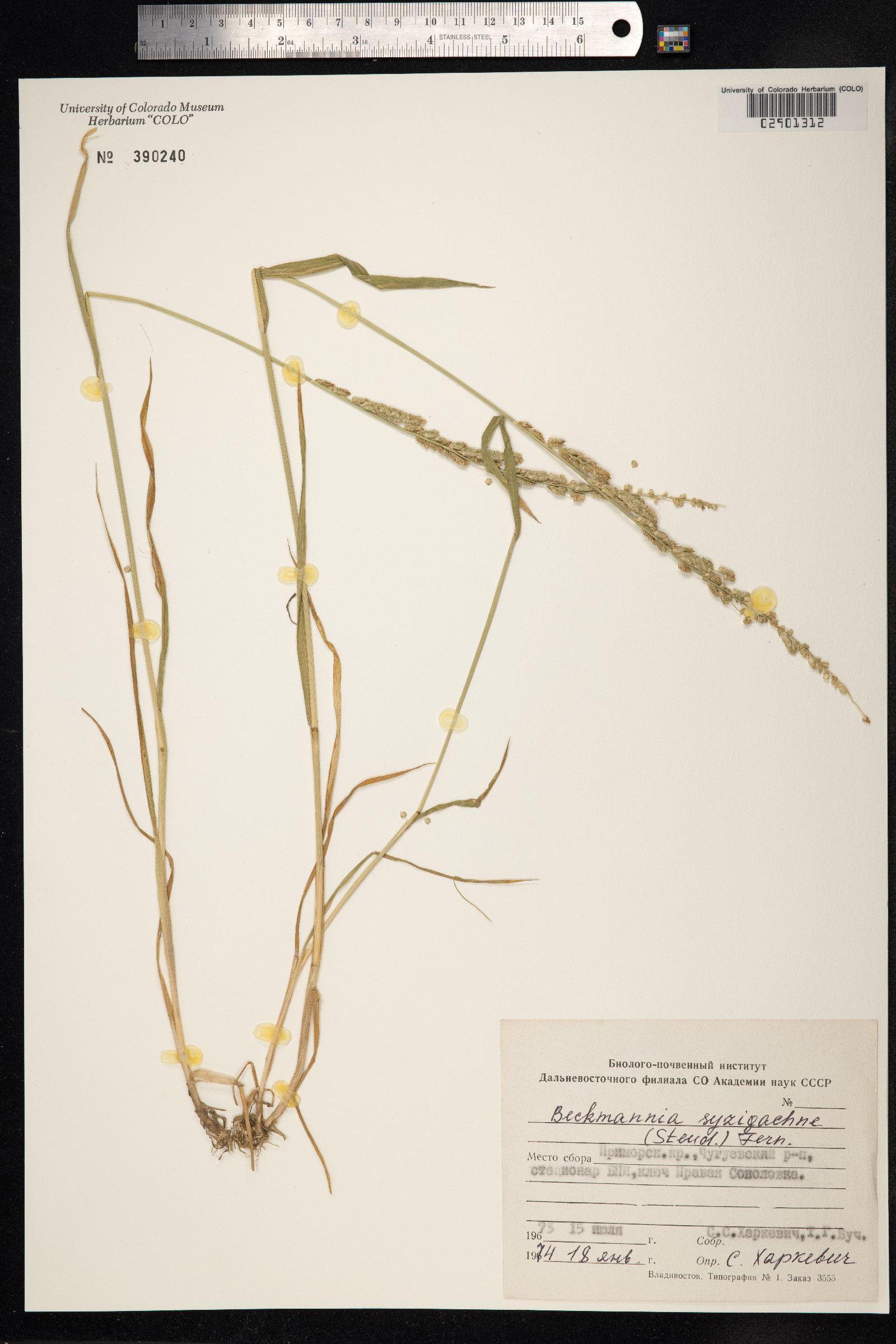Beckmannia syzigachne image
