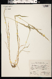 Beckmannia syzigachne image