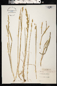 Beckmannia syzigachne image