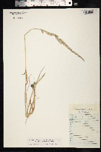 Beckmannia syzigachne image