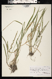 Beckmannia syzigachne image