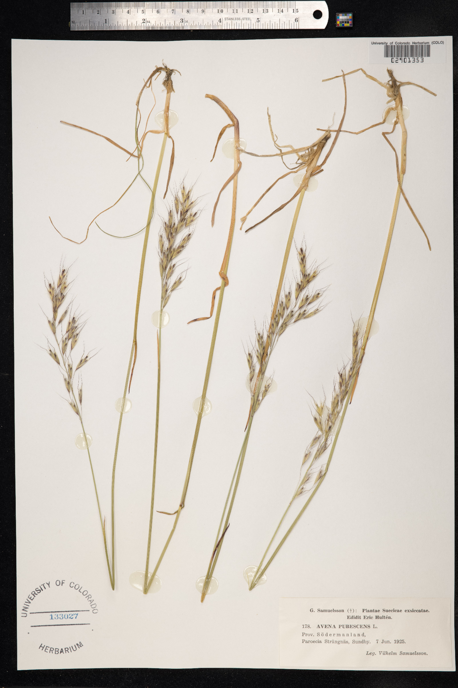 Avenula pubescens image