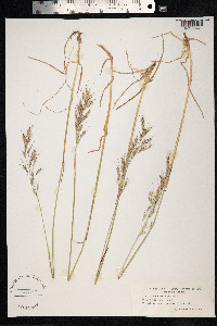 Avenula pubescens image