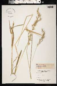 Avenula pubescens image