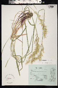 Avenula pubescens image
