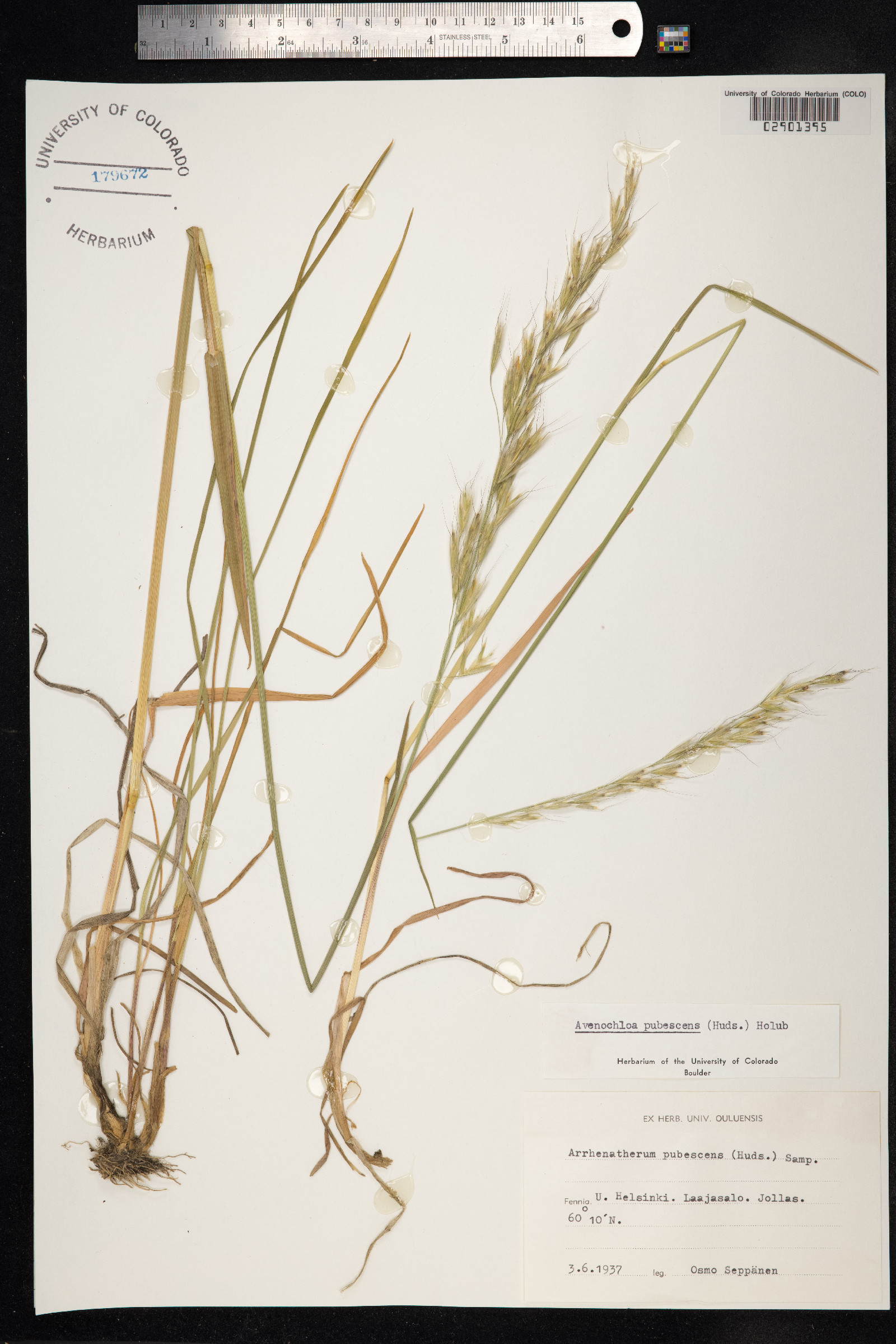 Avenula pubescens image