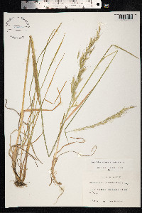 Avenula pubescens image