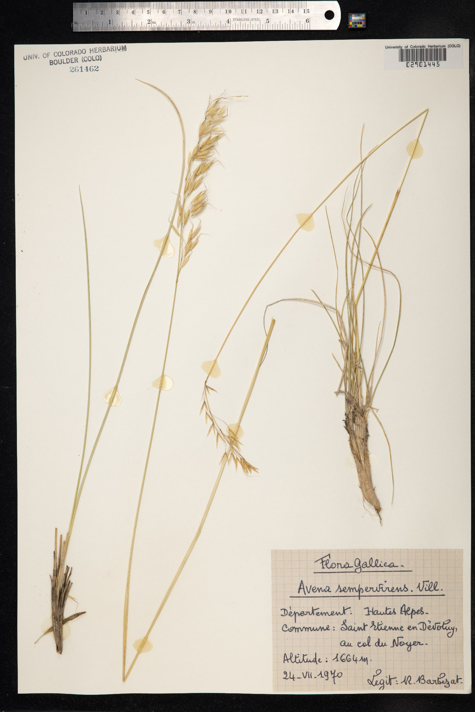 Helictotrichon sempervirens image