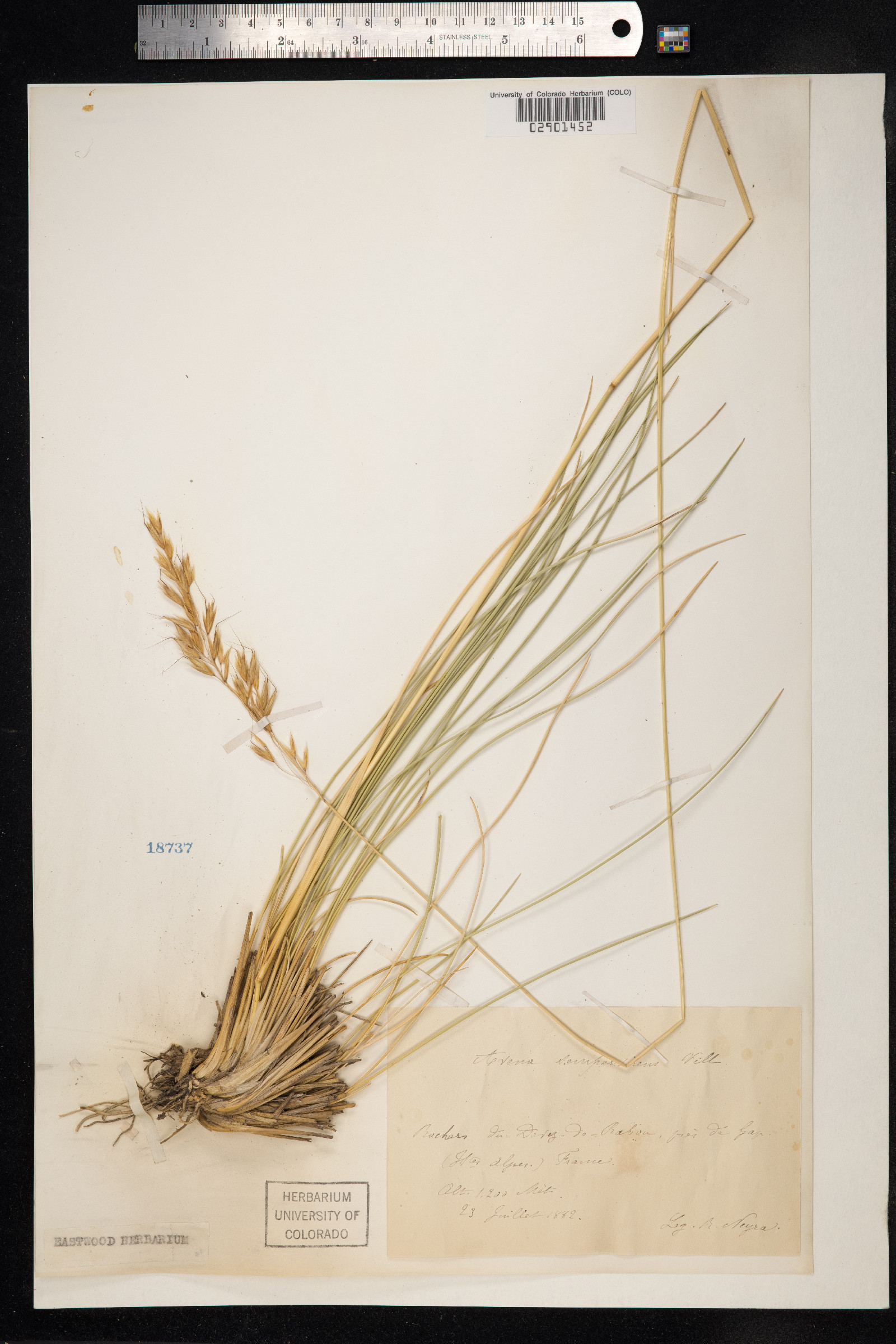 Helictotrichon sempervirens image