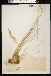 Image of Helictotrichon sempervirens