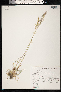 Avenula pubescens image