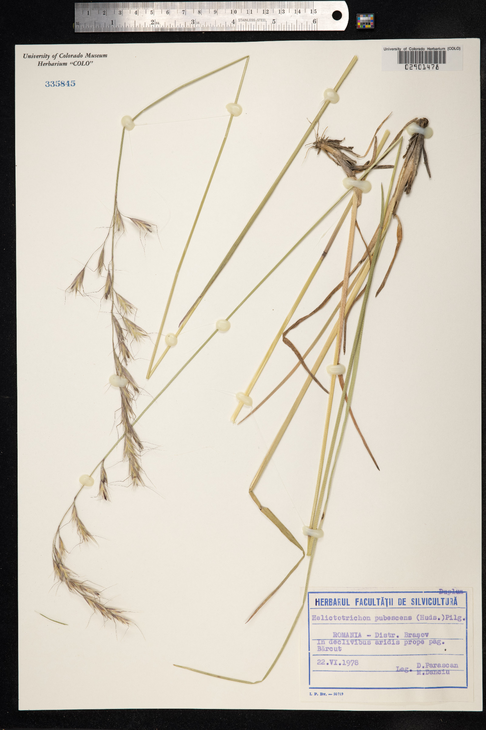 Avenula image