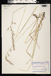 Avenula pubescens image