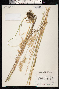 Avenula pubescens image