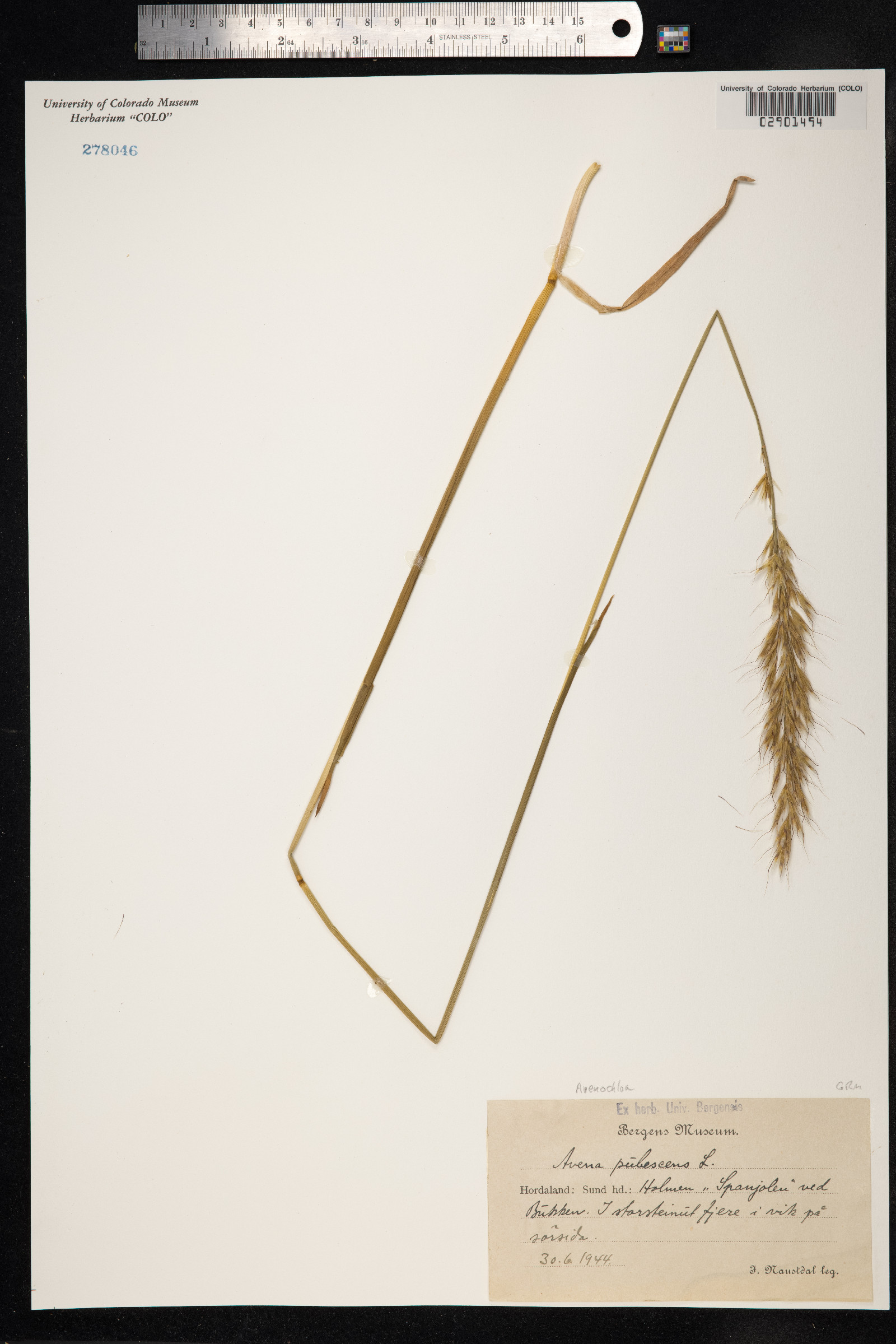Avenula image