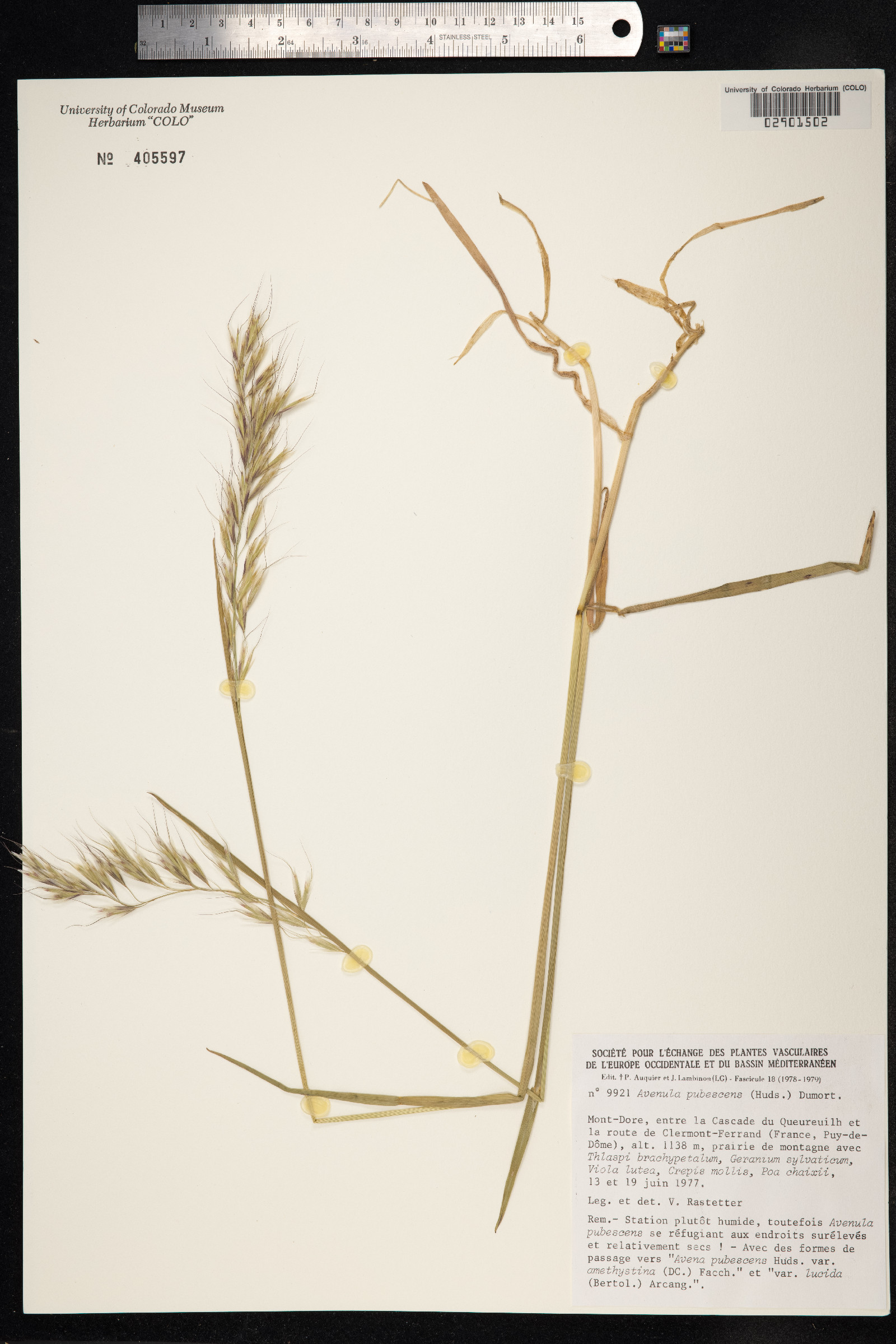 Avenula pubescens image