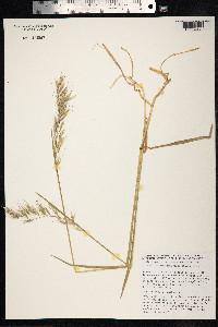 Avenula pubescens image