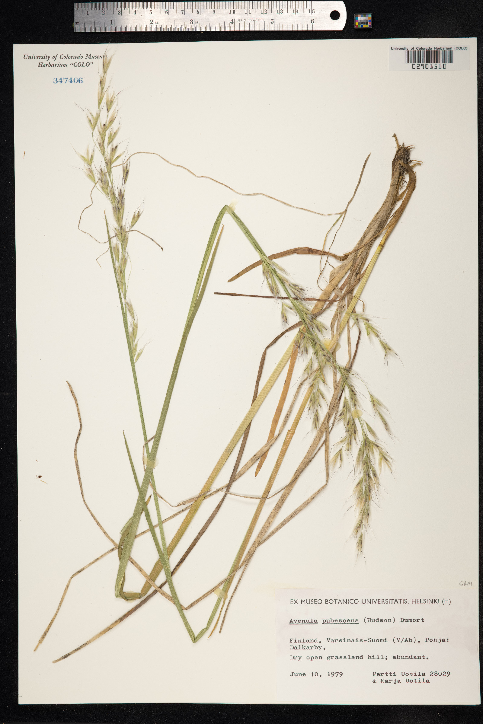 Avenula image