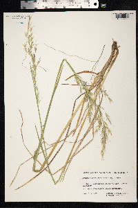 Avenula pubescens image