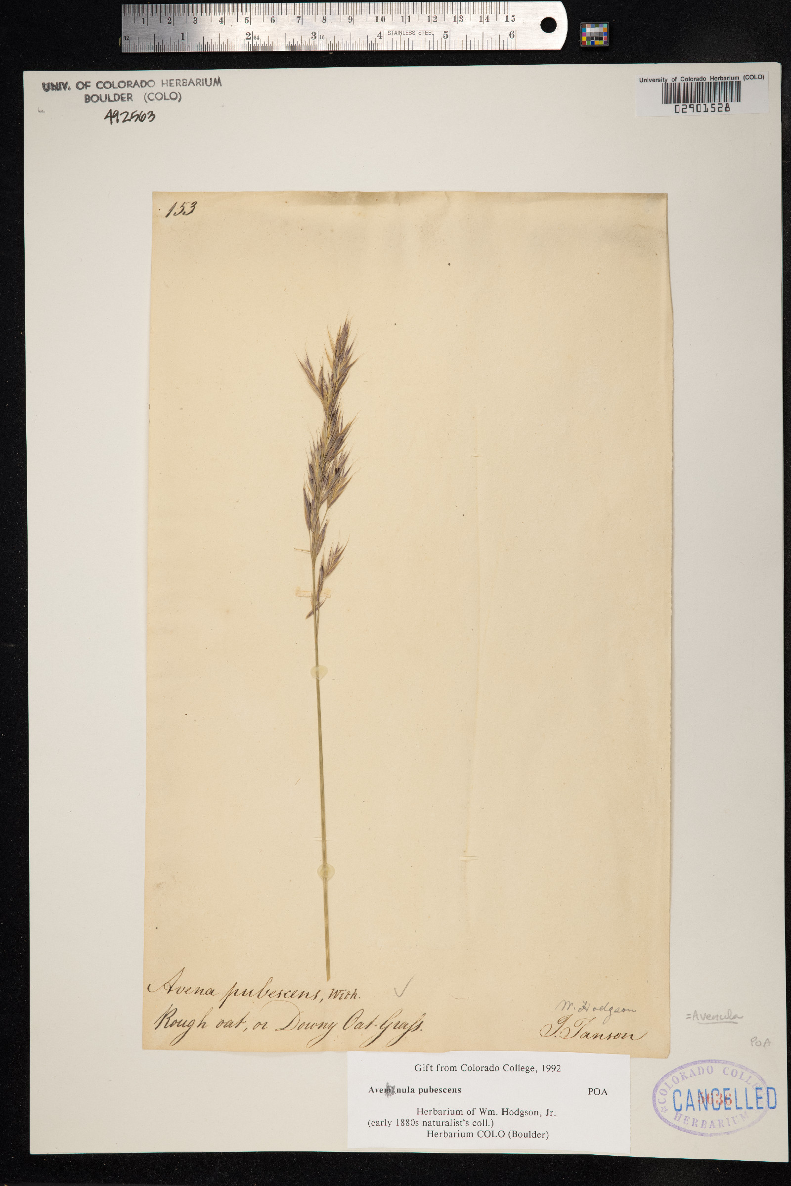 Avenula pubescens image