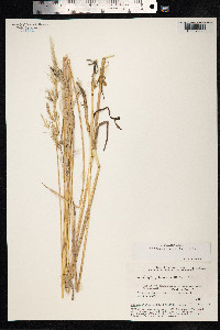 Avenula pubescens image