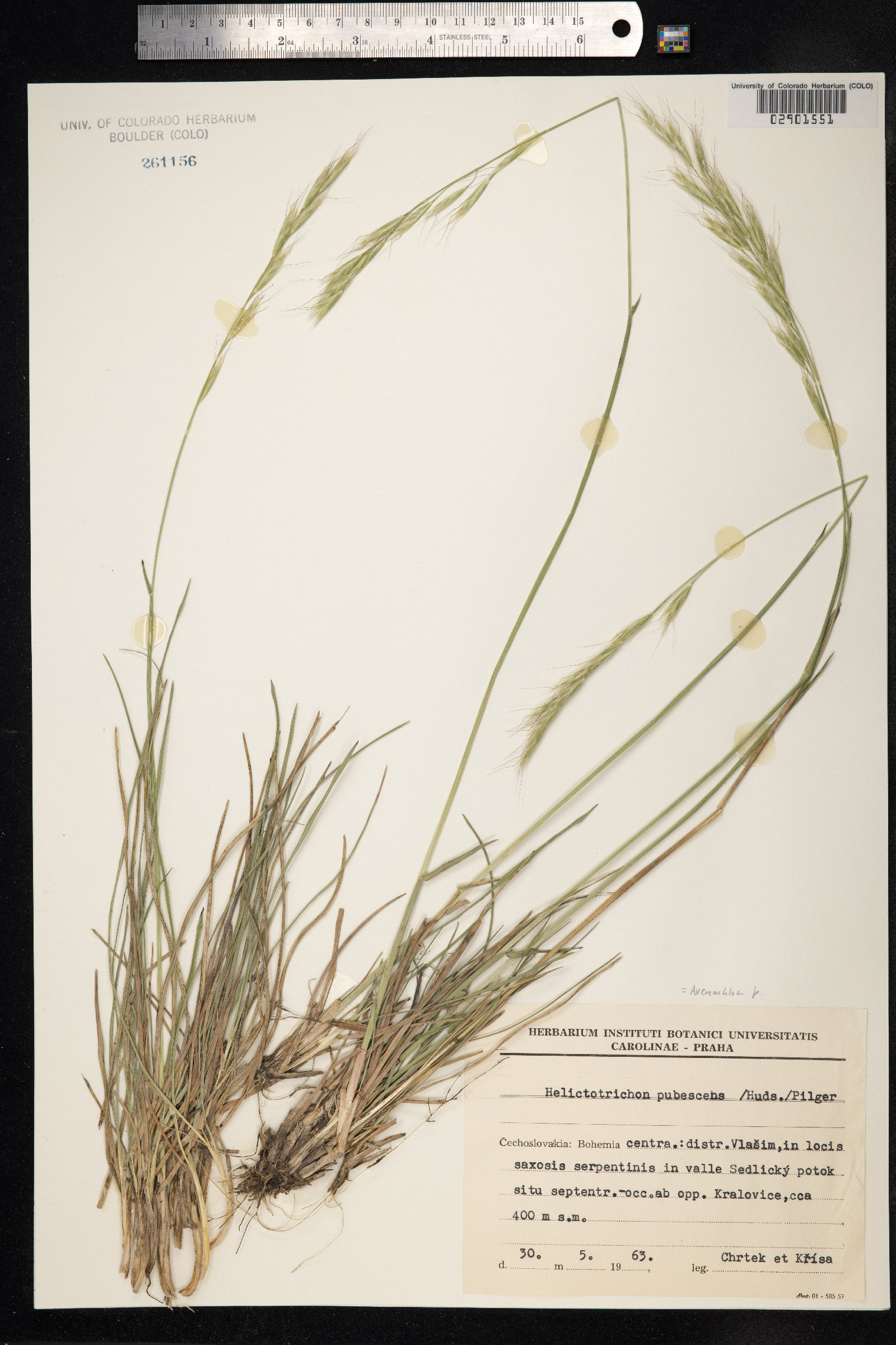Avenula pubescens image