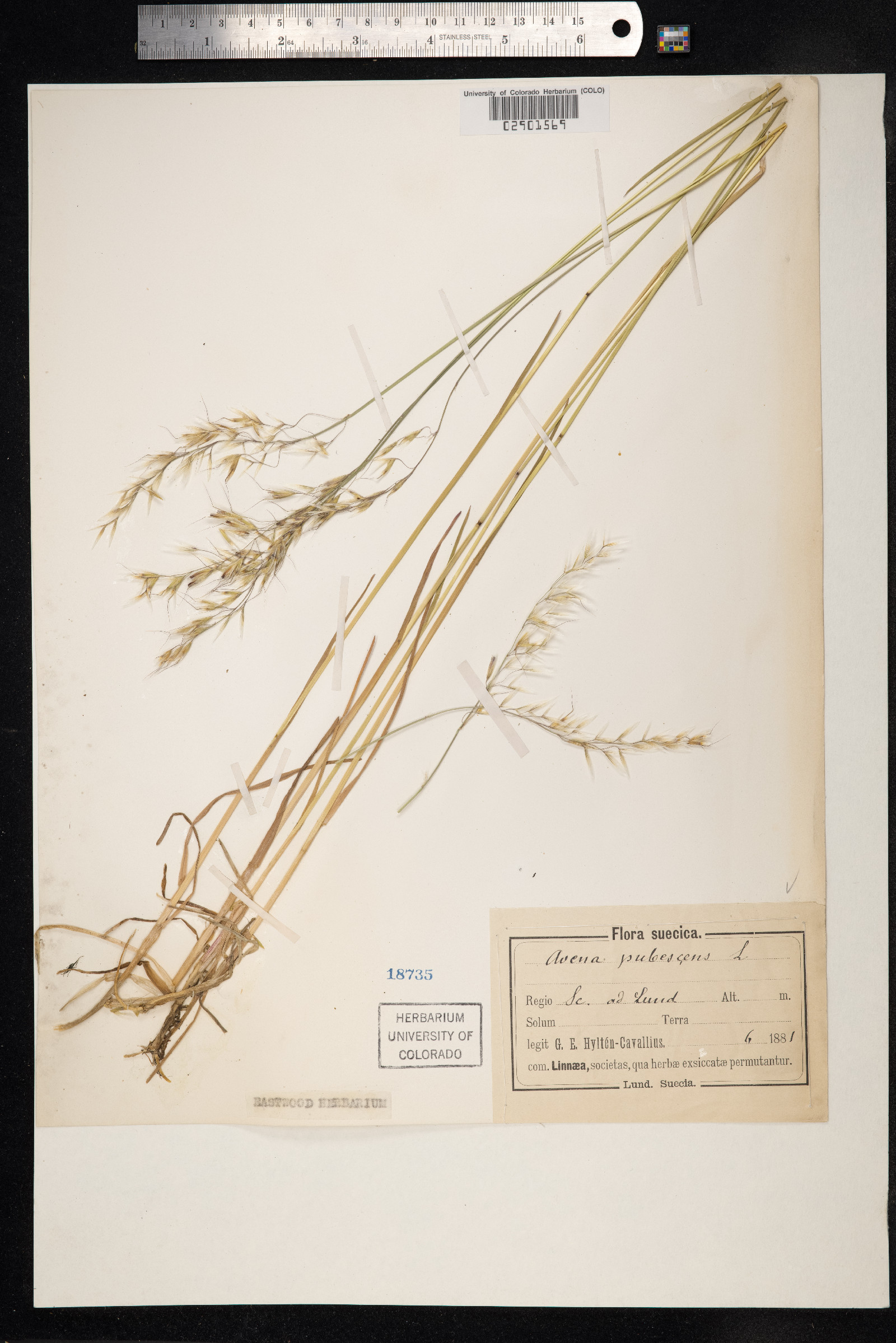 Avenula pubescens image