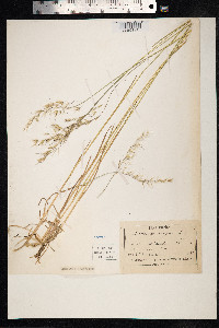 Avenula pubescens image