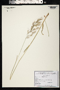Avenula pubescens image
