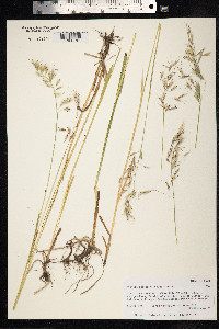 Avenula pubescens image