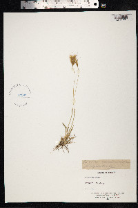 Avenula hookeri image