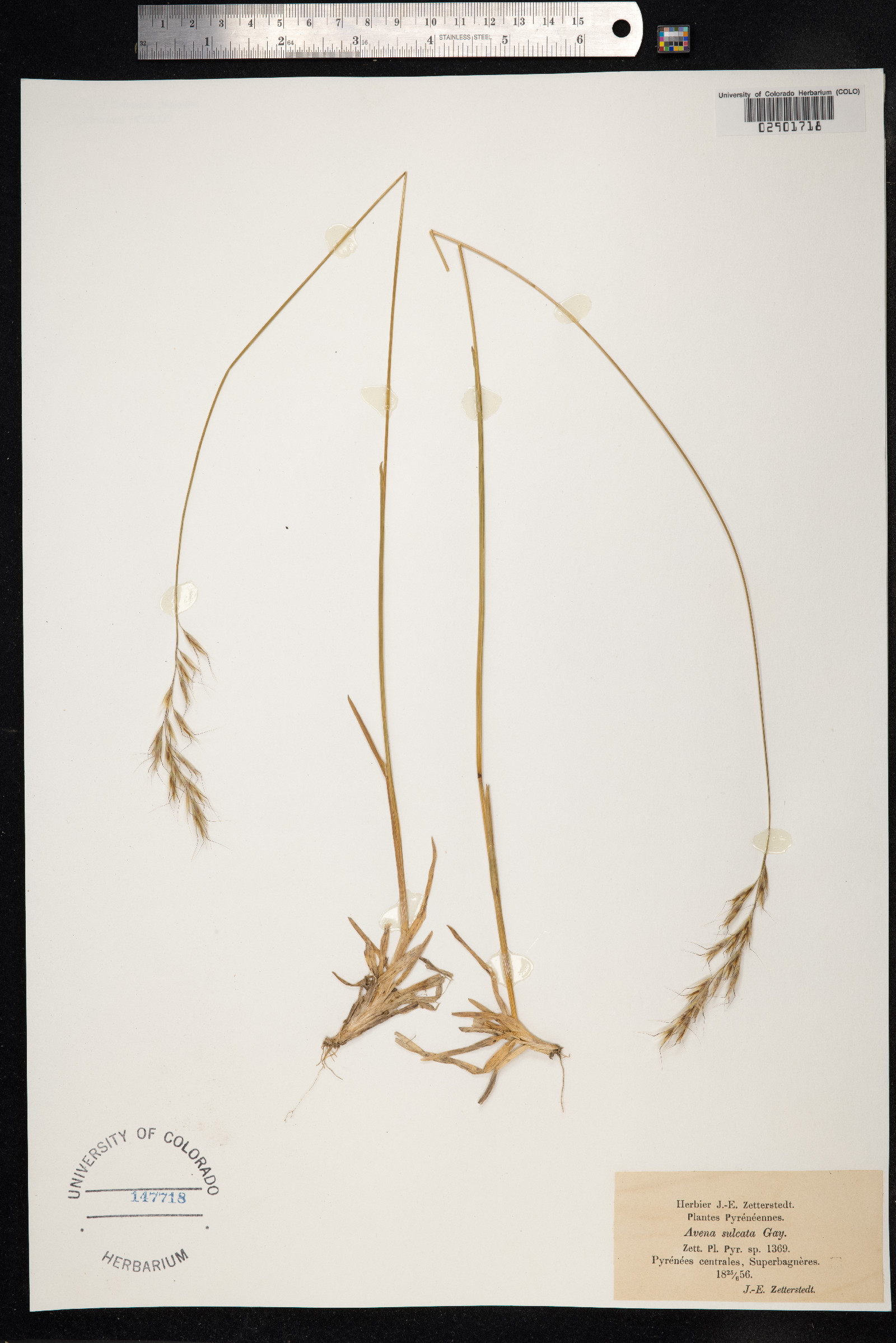 Avenula hookeri image