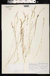 Avenula hookeri image