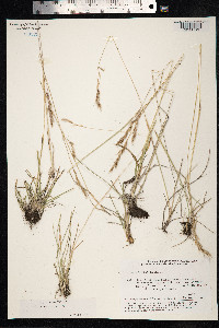 Avenula hookeri image