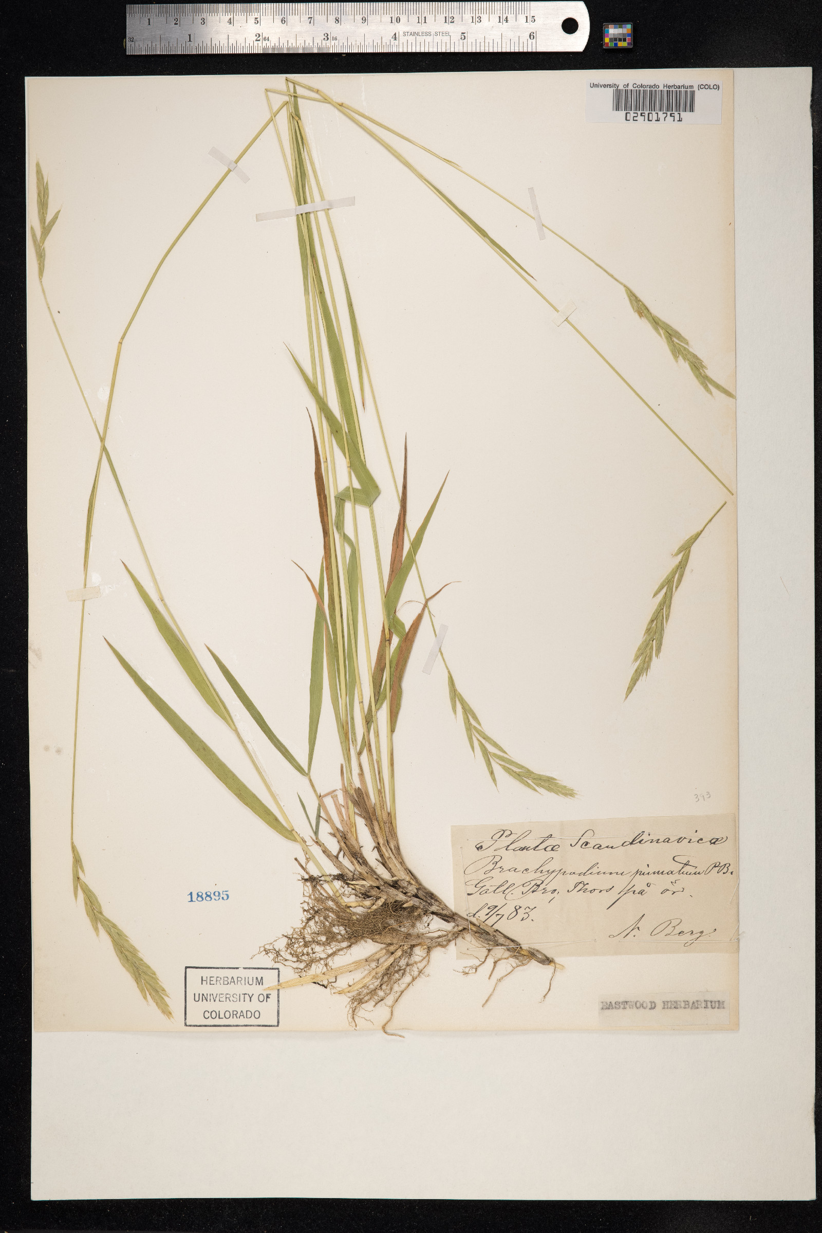 Brachypodium pinnatum image