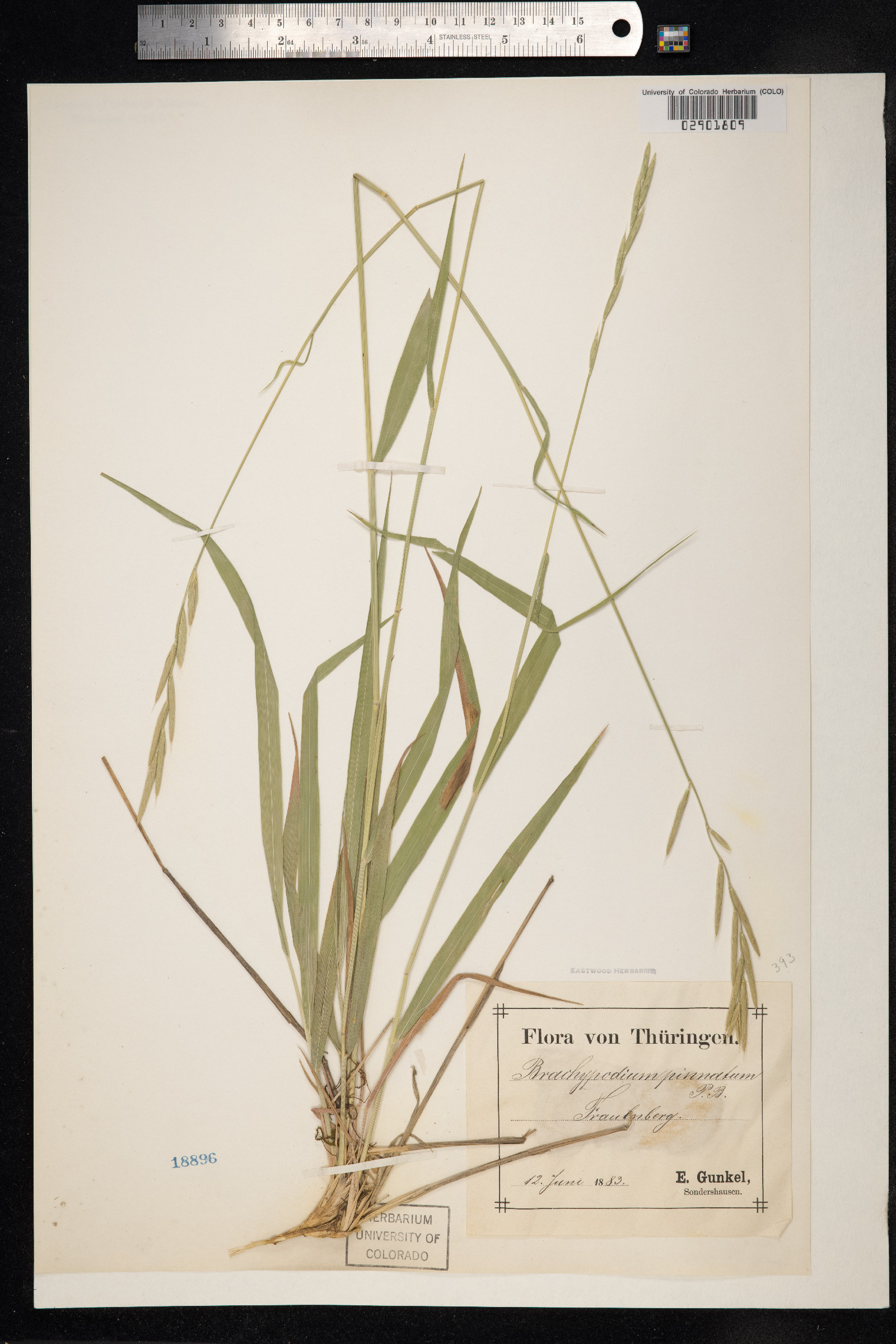 Brachypodium pinnatum image