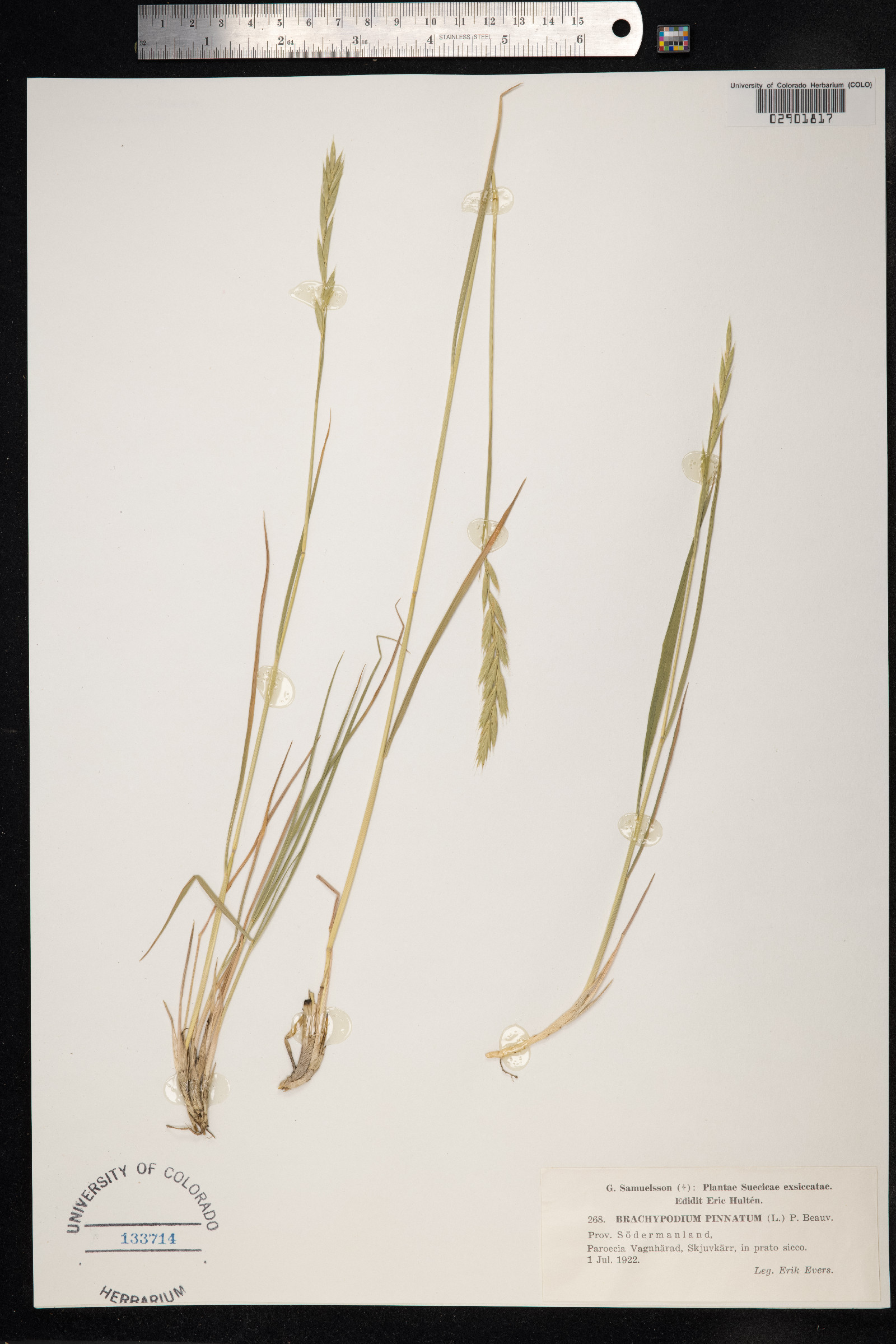 Brachypodium pinnatum image