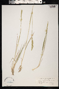 Brachypodium pinnatum image