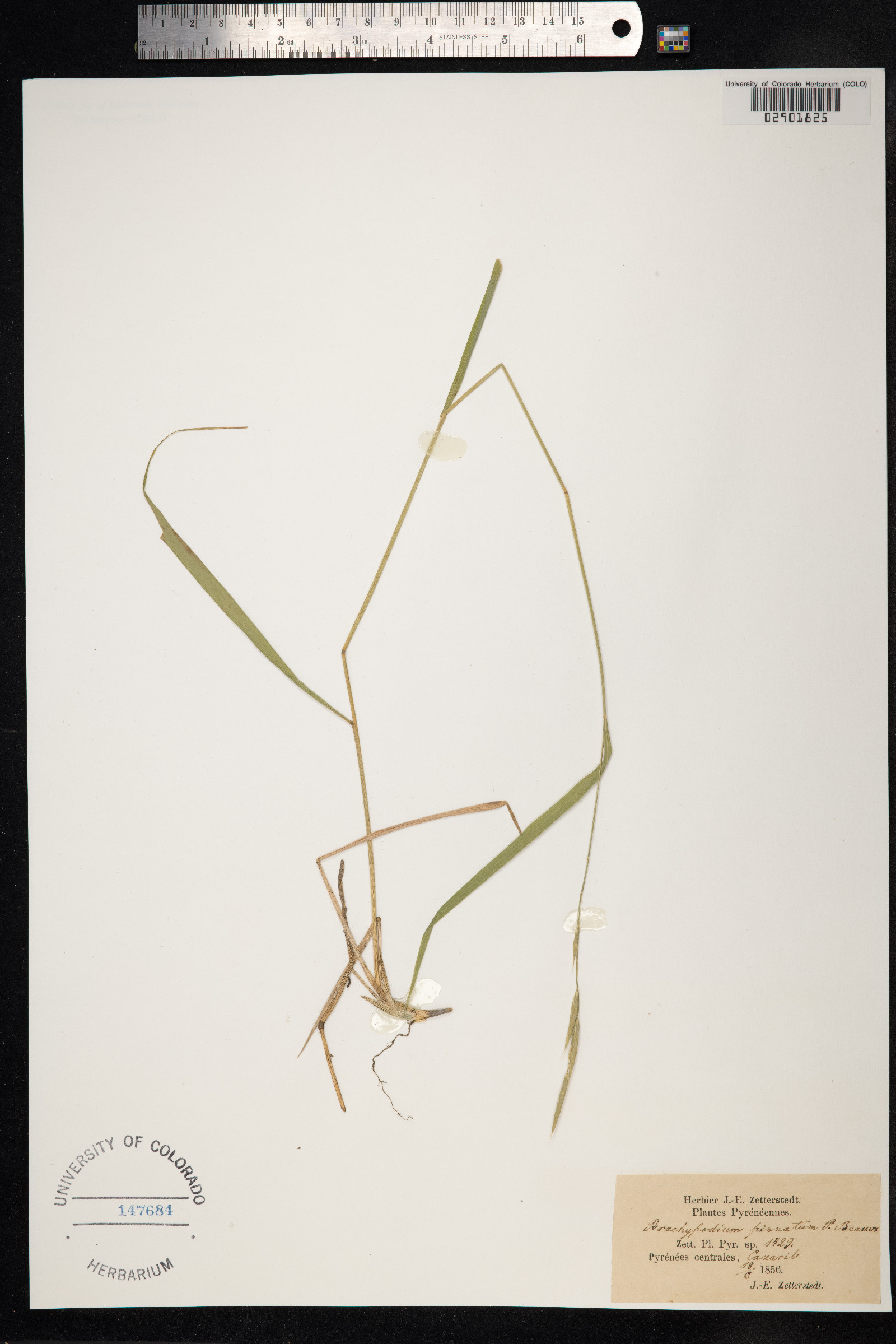 Brachypodium pinnatum image