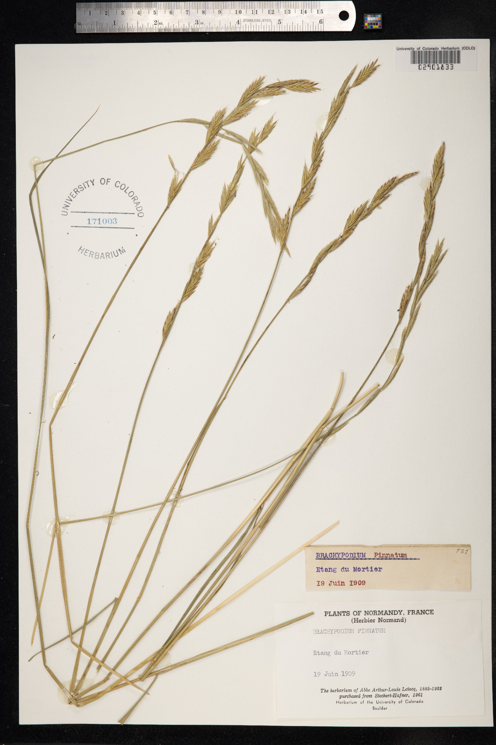 Brachypodium pinnatum image