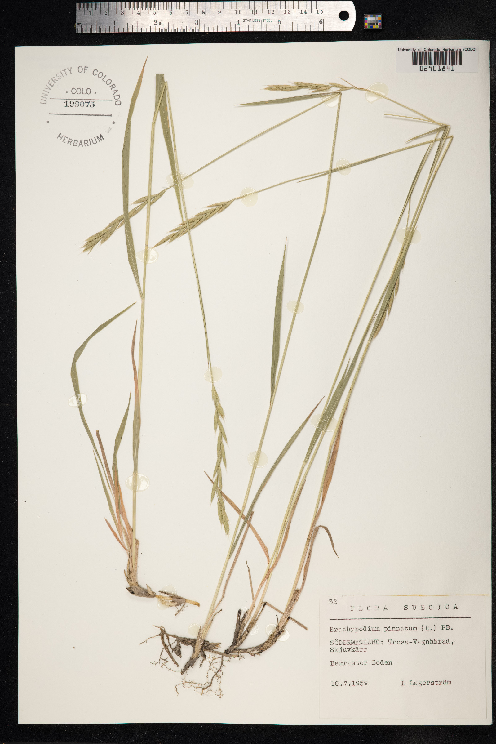 Brachypodium pinnatum image