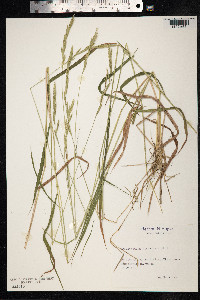 Brachypodium pinnatum image