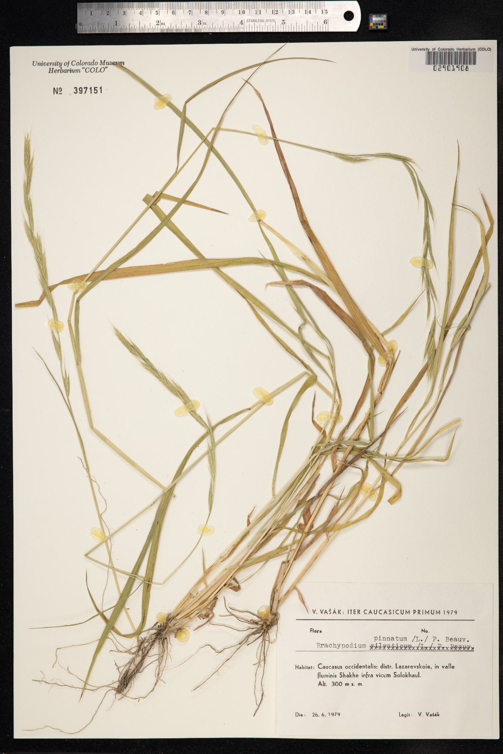 Brachypodium pinnatum image