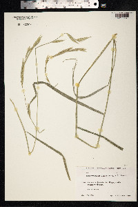 Brachypodium pinnatum image