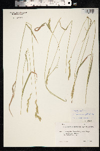Brachypodium pinnatum image