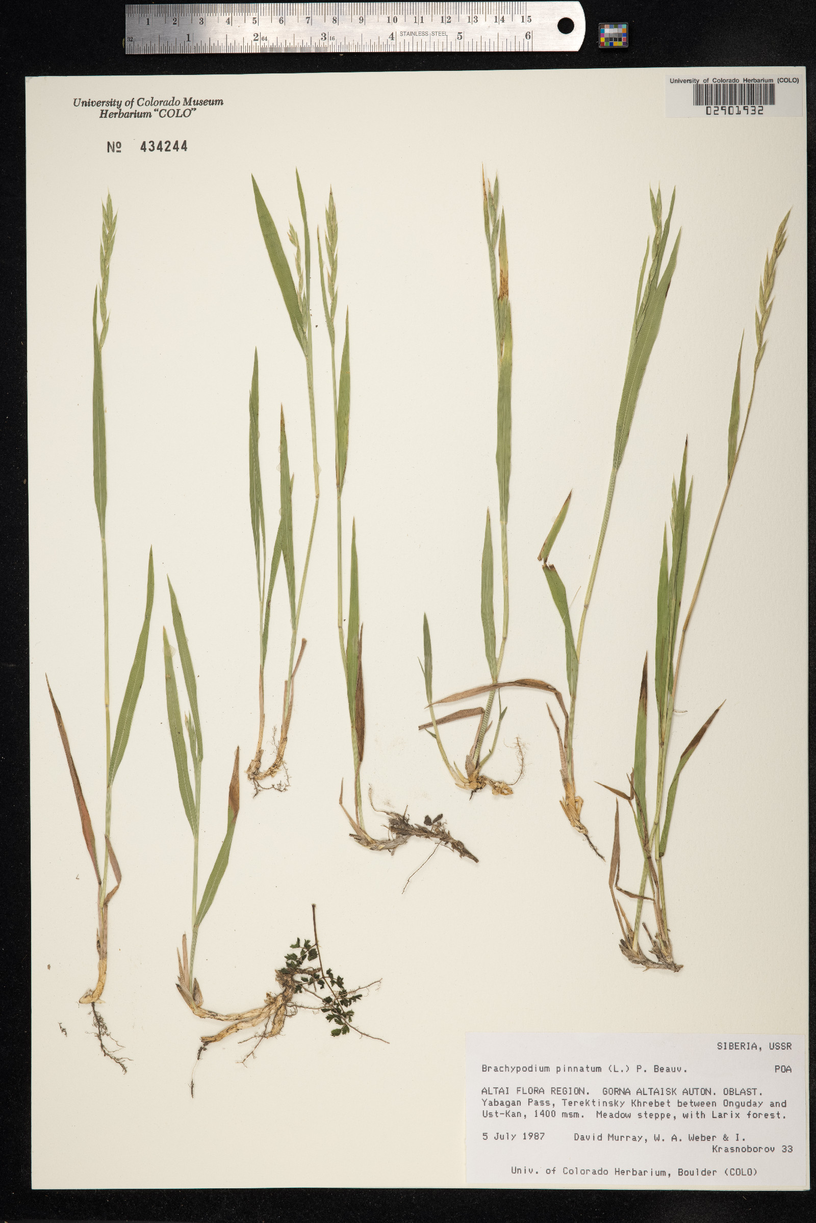 Brachypodium pinnatum image