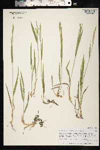 Brachypodium pinnatum image
