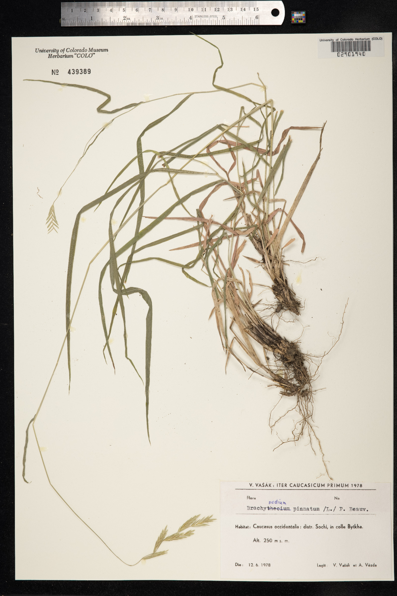 Brachypodium pinnatum image