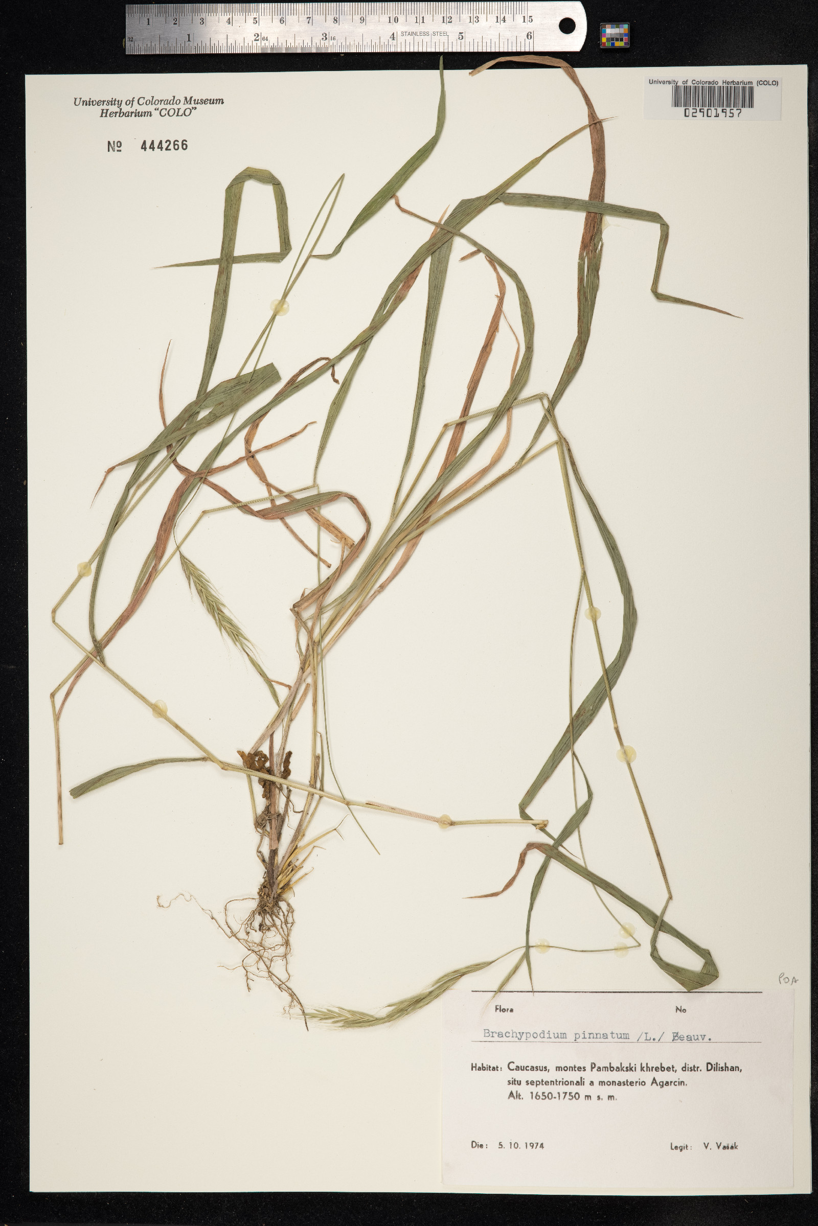 Brachypodium pinnatum image