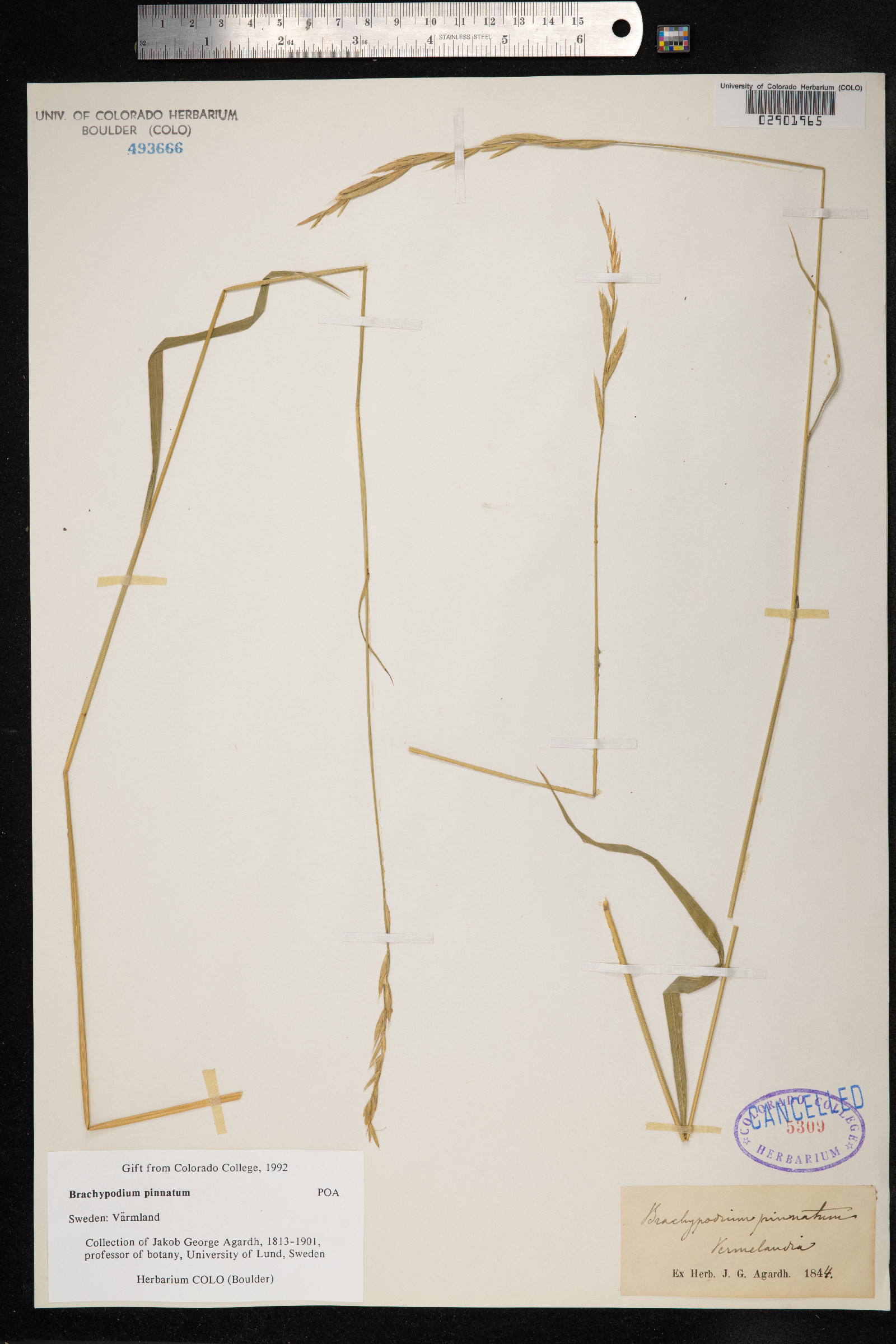 Brachypodium pinnatum image